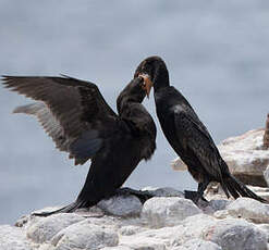 Cormoran du Cap