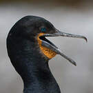 Cormoran du Cap
