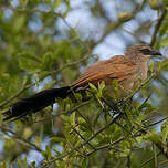 Coucal à sourcils blancs