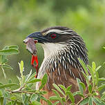 Coucal à sourcils blancs