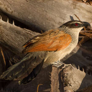 Coucal à sourcils blancs