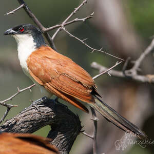 Coucal des papyrus