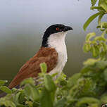 Coucal du Sénégal