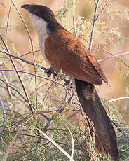 Coucal du Sénégal