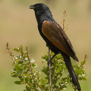 Coucal noir