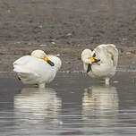 Cygne de Bewick