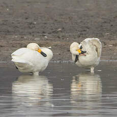 Cygne de Bewick