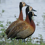 Dendrocygne veuf