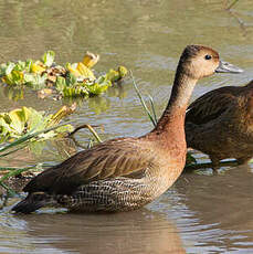 Dendrocygne veuf