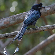 Drongo à raquettes