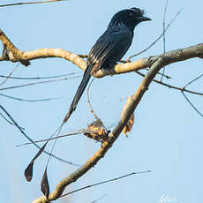 Drongo à raquettes