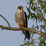 Eurasian Hobby
