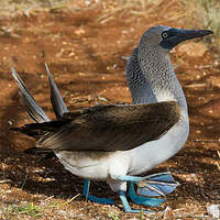 Fou à pieds bleus