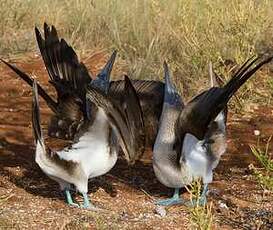 Fou à pieds bleus