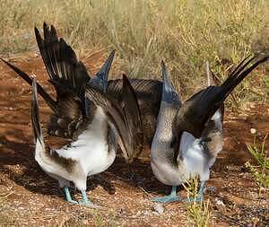 Fou à pieds bleus