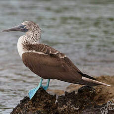 Fou à pieds bleus