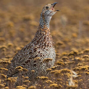 Francolin à ailes grises