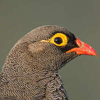 Francolin à bec rouge