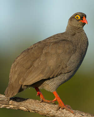 Francolin à bec rouge