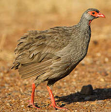 Francolin à gorge rouge