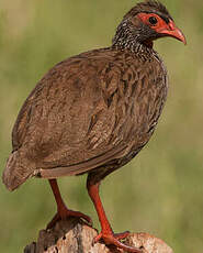 Francolin à gorge rouge