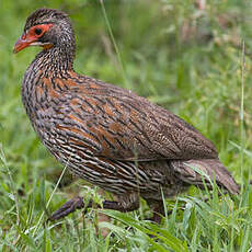 Francolin à poitrine grise