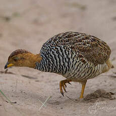 Francolin coqui