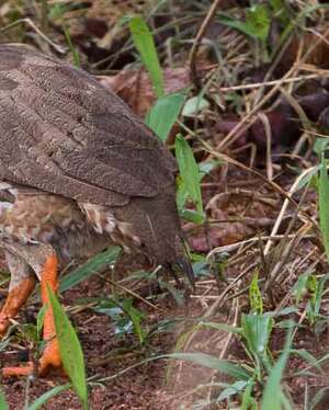 Francolin de Hildebrandt