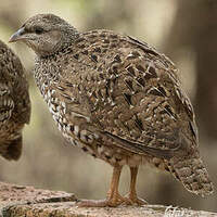 Francolin du Natal