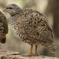 Francolin du Natal