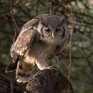 Terug kijken Blij leer Verreaux's Eagle-Owl - Bubo lacteus