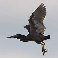 Héron des Galapagos