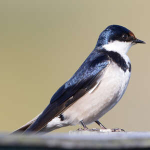 Hirondelle à gorge blanche