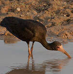 Ibis à face nue