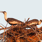 Ibis mandore