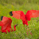 Ibis rouge