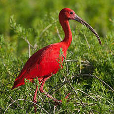 Ibis rouge