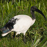 Ibis sacré