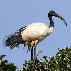 Ibis sacré