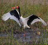 Jabiru d'Afrique