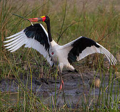 Jabiru d'Afrique