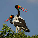 Jabiru d'Afrique