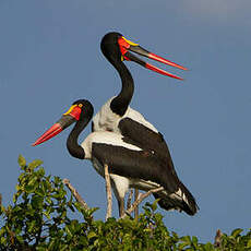 Jabiru d'Afrique