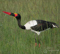 Jabiru d'Afrique