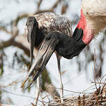 Jabiru d'Amérique