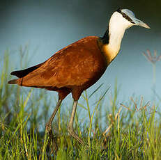 Jacana à poitrine dorée