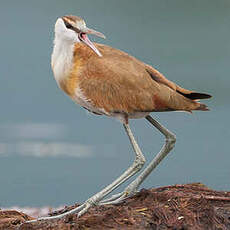 Jacana à poitrine dorée