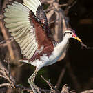 Jacana noir