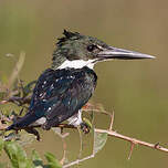 Martin-pêcheur d'Amazonie