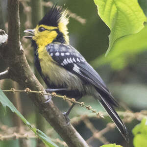 Mésange à dos tacheté